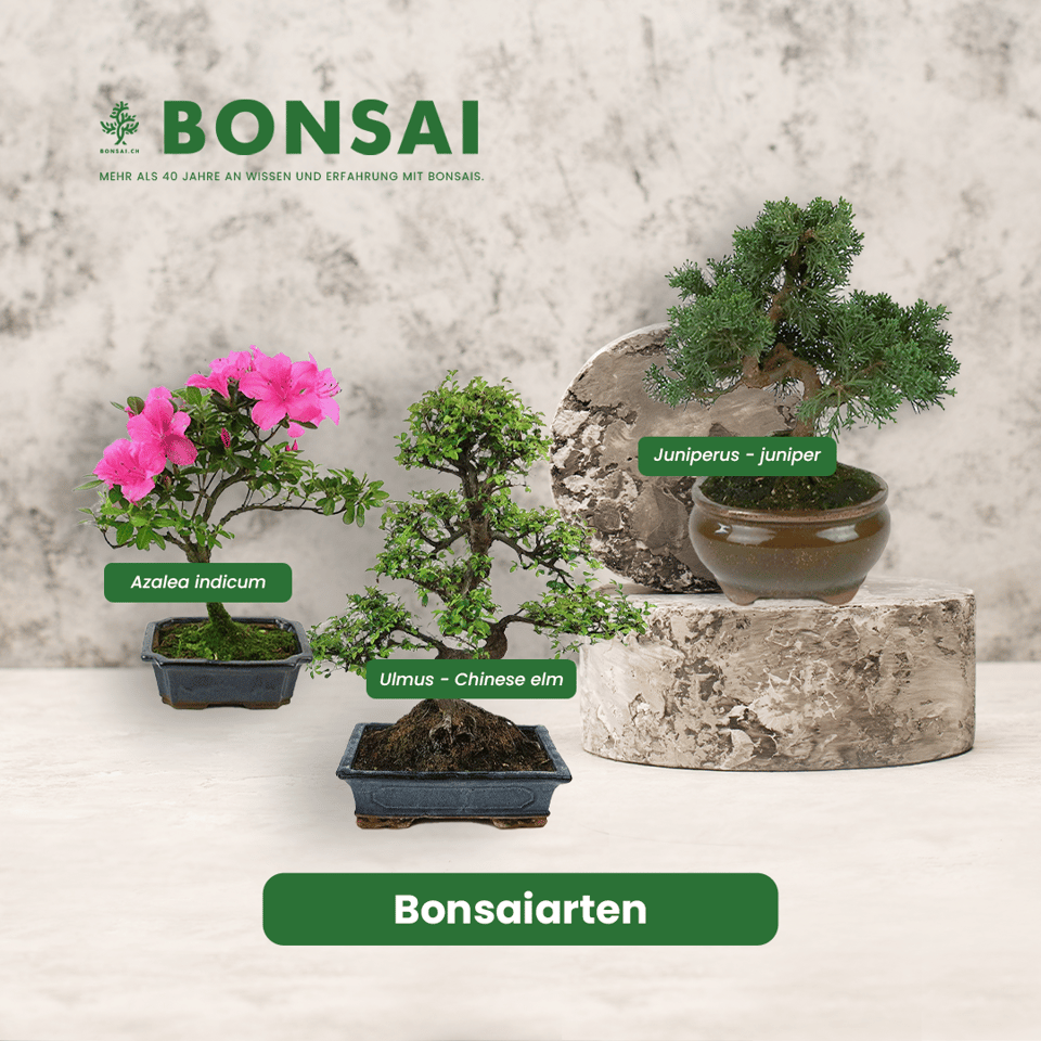 bonsai liefern Bonsai-Anzuchtset Ginkgo – Glücksbaum Starter-Set für Anfänger – Wurzelbox